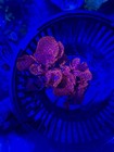 Cornbred   s Atomic Broccoli Algae - Frag