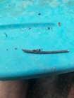 Zombie Ant Specimens 5-10 Good Quality Ants Local Pickup Only Make An Offer