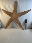 Authentic Giant Starfish Dried Out 17    Diam  Rare Specimen Coastal Beach Decor