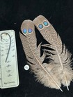 Grey Peacock Pheasant  Double  Eye Tail Feathers   64