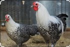 10  Silver And Gold Deathlayer Hatching Eggs Purebred Rare Breed