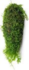 Live Aquarium Plant Driftwood Moss Fiber Mat Freshwater Fish Tank Christmas Moss