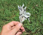 Loose White Sage Smudge Leaves  Choose Oz Or Lbs  Bulk Wholesale Lots