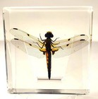 2 9  Real Dragonfly In Crystal Clear Lucite Resin Science Education Specimen