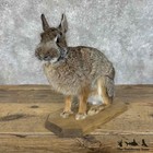  31124 P   Eastern Cottontail Rabbit Life Size Taxidermy Mount For Sale - Har   