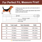 Soft Padded Dog Leather Collar Personalized Pet Name Id Tag Engraved Adjustable