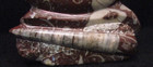 Devonian Ammonite   Orthoceras Fossil Cephalopod Polished Moderistic Artwork