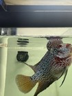 Flowerhorn Live Fish