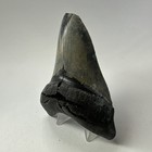 Megalodon Shark Tooth 4 32 Inch - Serrated - Lower Jaw - Authentic Fossil 20053