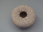 Natural Green Sea Urchin Shell 3  Diameter Beach Decor