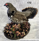 Handsome Spruce Grouse From Alaska  Artfully Made Gamebird For Shelf Or Desk Top