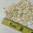 Lot Of 200 Assorted Small Coyote Teeth Real Cleaned Taxidermy Weird Goth  4094