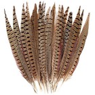 20 Pcs Male Ringneck Pheasant Tail Feathers 16-18in Natural Craft Decor