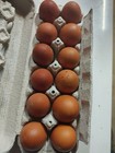 12   French Black Copper Marans Fbcm Chicken Fertile Hatching Eggs Ships Fast