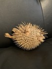Vintage Taxidermy Puffer Fish Blowfish 8    Collectible Hanging