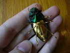  w-1  Real Emerald Beetle Pin Brooch Jewelry Weird Beautiful Green Insect Shell