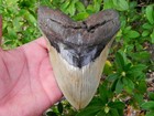 5  13 16 Inch Fossil Megalodon Prehistoric Shark Tooth Teeth  Amazing Tooth