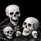 Realistic Human Skull Head Skeleton Halloween Decor All Sizes   Free Shipping