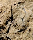 Cooksonia Sp - Very Nicely Visible Oldest Silurian Fossil Land Plant