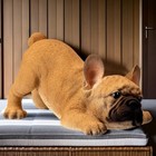     New Pacific Giftware Dog Figurine Statue French Bulldog Frenchie Puppy Playing