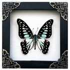 Christmas Gift Real Framed Blue Butterfly Handmade Art Decor Insect Shadow Box