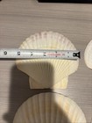Set Of 4 White Scallop Shells Free Shipping