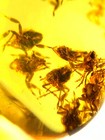 Burmese Burmite Cretaceous  A Nest Of Cicadas Insect Fossil Amber Myanmar