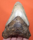 Megalodon Shark Tooth - Real Fossil - 3 66 - Shark Teeth - No Restorations