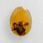 Spider In Burmese   Burmite Amber Fossil   100  Genuine Amber 