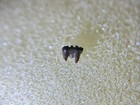 Tiny Hell Creek Fossil Mammal Tooth Mesodma Cretaceous Dinosaur Age