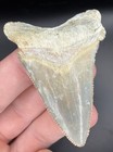 2 40    Lowcountry Angustiden Shark Tooth Fossil Megalodon Family Shark Teeth