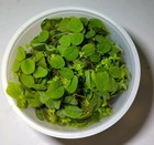 100  Salvinia Minima  water Spangles  5 5oz Buy 2 Get One Free    free Shipping 