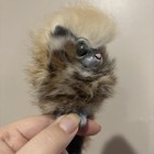 Renaissance Faire Handmade Sculpture Cat fox Shoulder Cable Puppet Real Fur