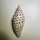 Junonia Scapella-spotted Voluta Shell Brown And White Pattern Collectible