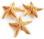 One Sugar Starfish 4-5  Beach Wedding Decor Nautical Crafts Coastal Art Display