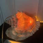 Vintage Conch Shell Table Tv Lamp Night Light Ocean Nautical Real Seashell