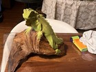 Green Hand Painted Iguana On Driftwood