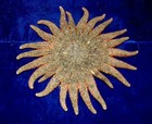 6-1 2 To 8  Multi-leg Starfish Sea Shell Beach Decor Tropical Reef Crafts