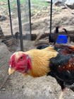 6 Indio Gigante Hatching Eggs- Clap A Long Farms  Jamul Ca