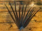 10 Pieces - 16-22  Natural Long Ringneck Pheasant Tail Feathers 