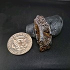T rex Tyrannosaurus Rex Tooth  Dinosaur Fossil