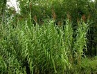 Arundo Donax Seeds Giant Reed Spanish Cane Seed Semillas Graines