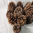 Real Pinecones 16 Piece Medium To Large 4 - 7 Inch Open Crafts Art Nature Decor