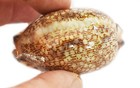 Set Of 6 Cowrie Arabica Shells Seashell  2   Coastal Crafts Nautical Decorating