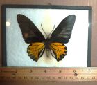 Large Butterfly  papilio Betha  Mounted - Framed From Peru