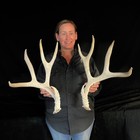 Mule Deer Antlers Antlers Taxidermy Antler Horn Elk Moose Horn  404