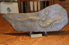 Fossil Replica Coleophysis Pair