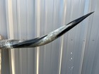 Longhorn Steer Skull 5 Feet 2 Inch Wide Polished Bull Horn Mounted Cow Head
