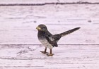 Highly Detailed Antique Austrian Vienna Cold Painted Bronze Small Black Bird