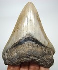 Megalodon Shark Tooth - Real Fossil 3 56  Serrated Shark Teeth - No Restorations